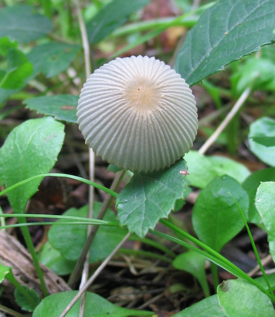 Coprinus plicatilis?